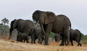 Elephants, Katavi National Park