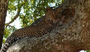 Leopard, Katavi National Park
