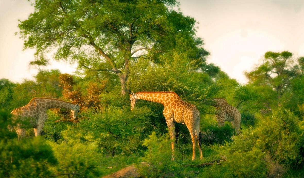Giraffe Feeding in South Africa