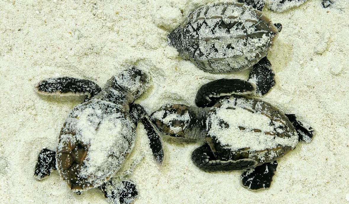 Hawksbill turtle hatchlings