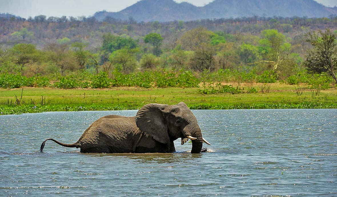 Elephant crossing river