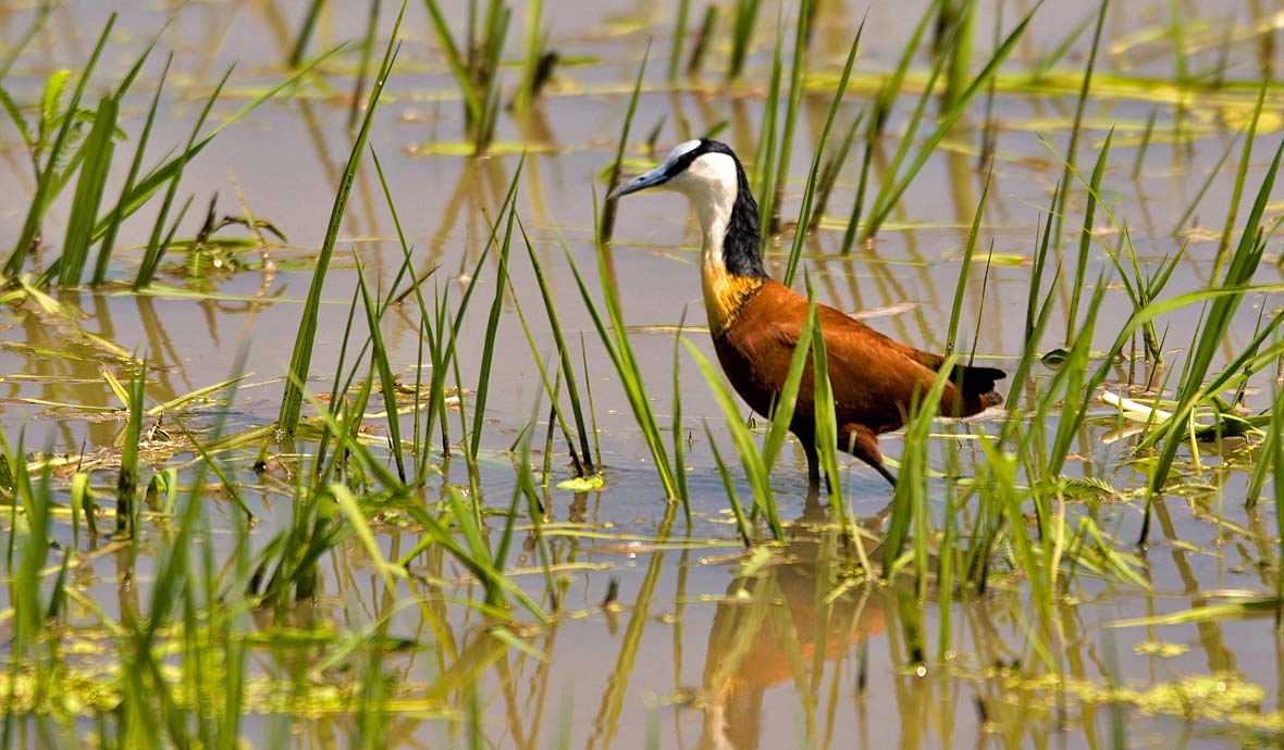 Zambia birding